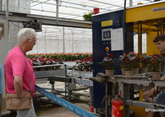 De anthuriums worden automatisch uit de containers getild bij kwekerij Groene Tint